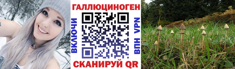 Галлюциногенные грибы Cubensis  Купить закладки  Устюжна 